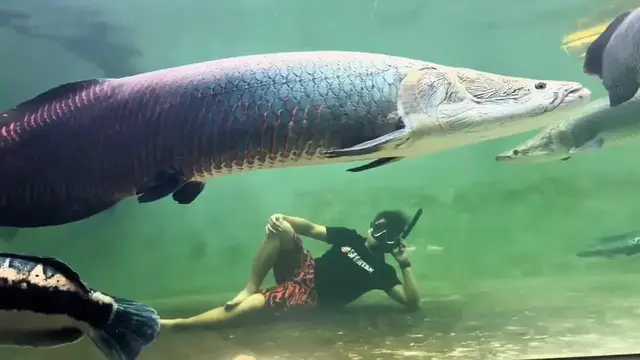 Video thumbnail for China: When the arapaima makes a move.