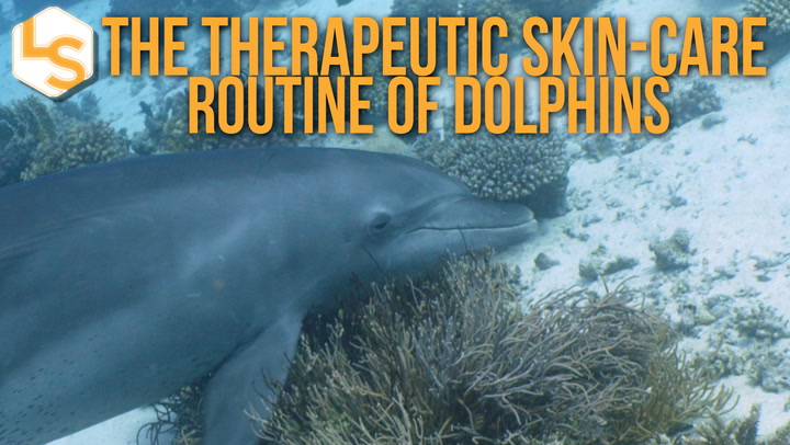 Video thumbnail for The Secret of Dolphin Skincare: Medicated Coral Mucus