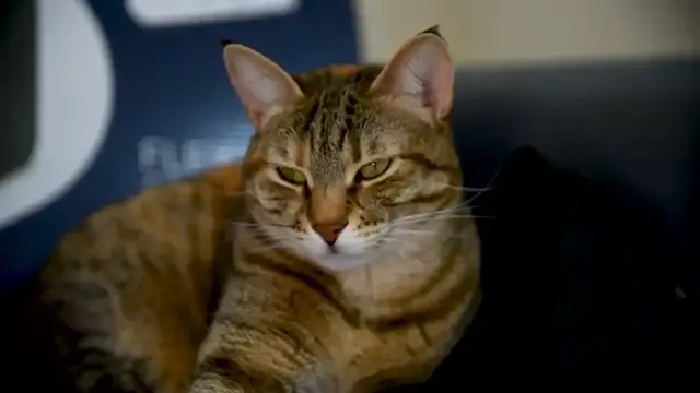 Video thumbnail for Cute Cat   Kitten   Sleeping   feline   Big eyes Kids Video