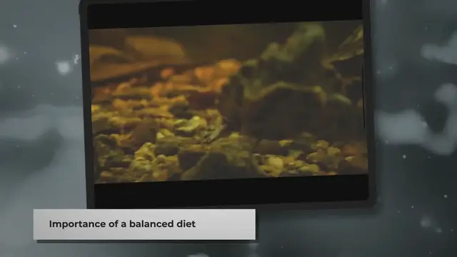 Video thumbnail for Feeding Your Pet Painted Turtles: A Quick Guide