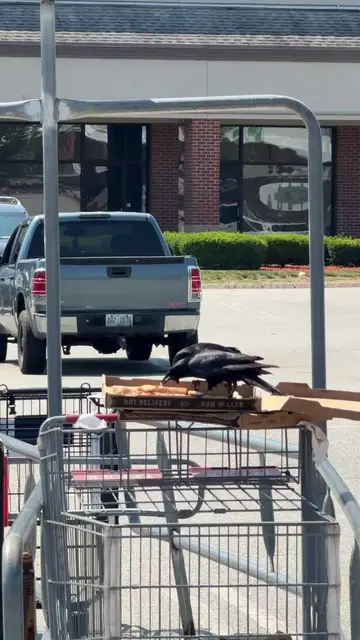 Video thumbnail for Clever Crows Steal Abandoned Parking Lot Pizza