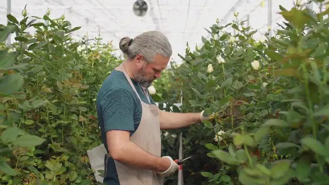 Video thumbnail for Evergreen Garden Dwarf Shrubs for Home