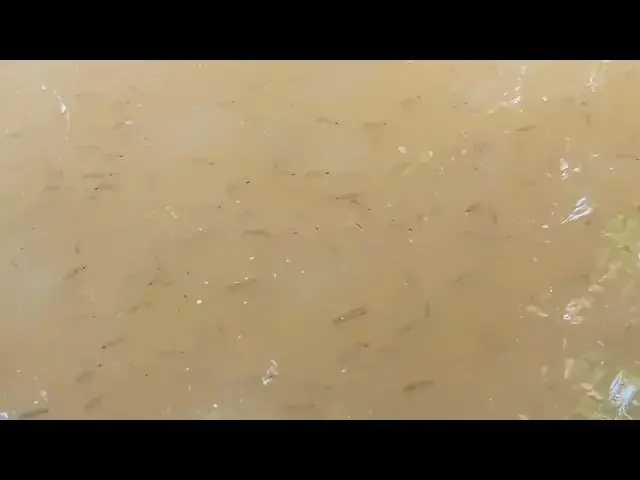 Video thumbnail for Canal fish