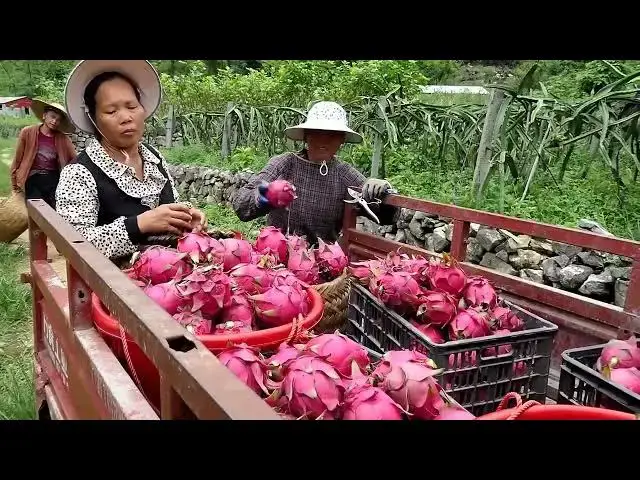 Video thumbnail for Dragon Fruit Harvesting Process