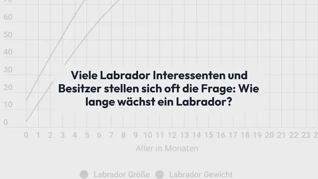 Video thumbnail for Wie lange wächst ein Labrador?