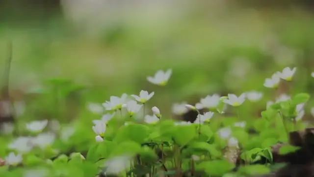 Video thumbnail for Flowering Evergreen Shrubs