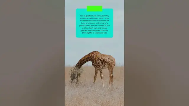 Video thumbnail for The truth about Giraffes '' Horns'' this is how they are really called #shorts