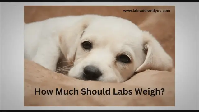 Video thumbnail for What Is The Average Weight Of Labrador Retriever?
