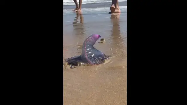 Video thumbnail for Portuguese Man o' War Spotted on Playa La Franca Beach, Spain