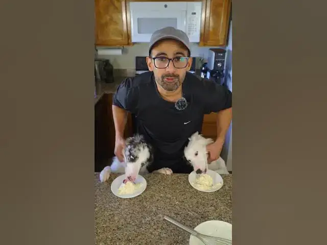 Video thumbnail for Dog's Birthday Day 🎉