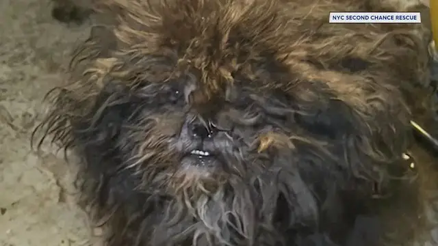 Video thumbnail for 2 dogs rescued from dire conditions in Bronx basement