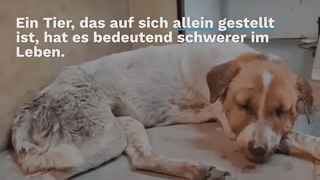Video thumbnail for Überlebenskampf bis zur Ohnmacht: Wie diese tapfere Straßenhündin gerettet wird, ist herzzerreißend: