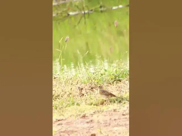 'Video thumbnail for Small wild Rice Sparrow EP 1 #dovebird #smallbird #birds #bird #shortdove #nestdove #babiesdove'