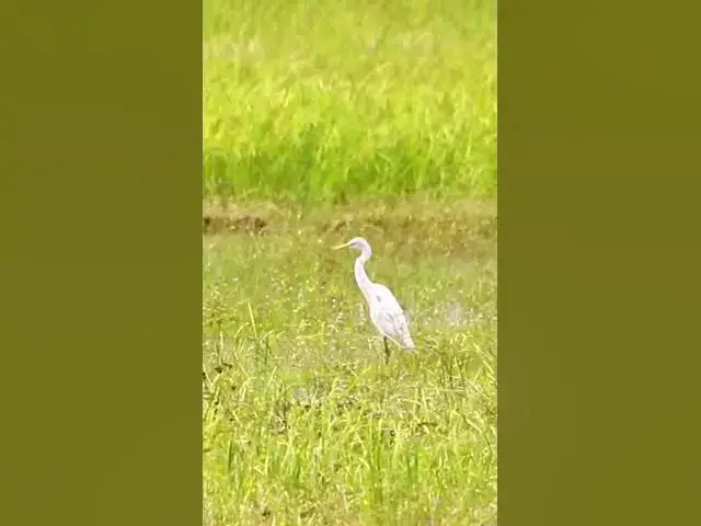 'Video thumbnail for White Bird Catch Snail WB 03 #bird #birds #shortbird #viralbirds'