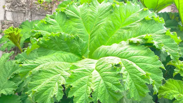 Video thumbnail for Hosta Varieties Guide