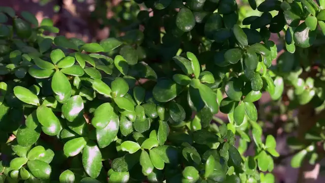 Video thumbnail for Common Jade Plant Problems
