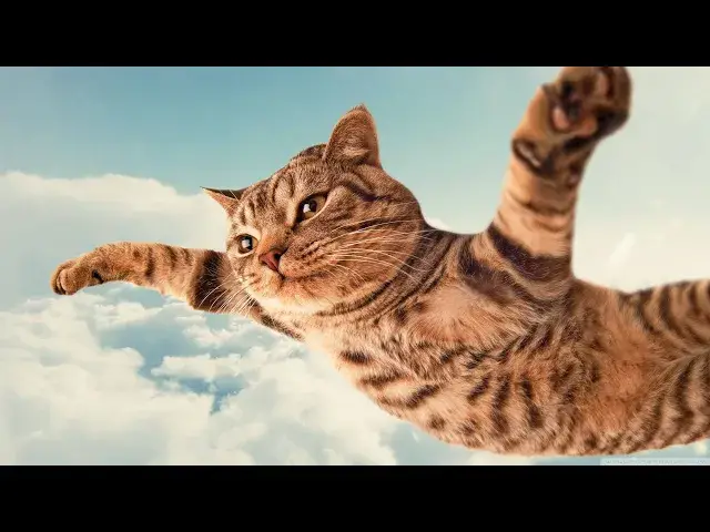 'Video thumbnail for Funny Cat Fails Compilation 2024'