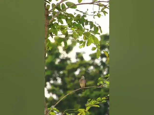 'Video thumbnail for Female Dove of Ghost  #dovebird #smallbird #birds #bird #shortdove #nestdove #babiesdove'