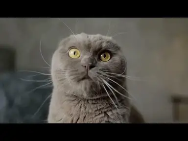 'Video thumbnail for why does my cat meow so much'