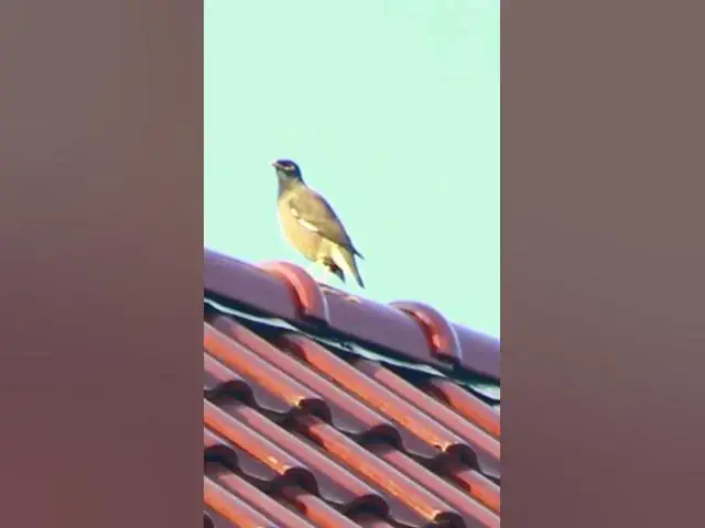 'Video thumbnail for Gain Bird Sarika Keao birds 7  #dovebird #smallbird #birds #bird #shortdove #nestdove #babiesdove'