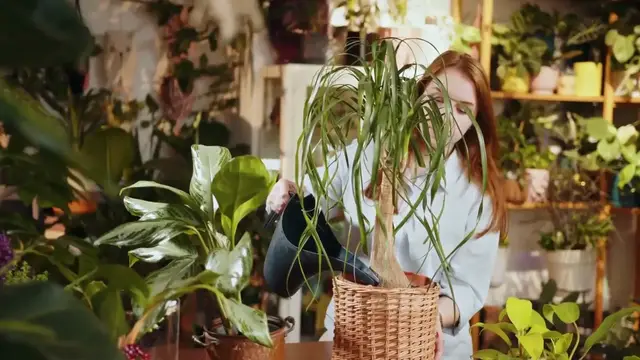 Video thumbnail for How to Grow Roses