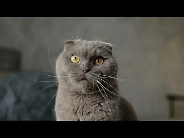 'Video thumbnail for How do cats recognize their owners' voices?'