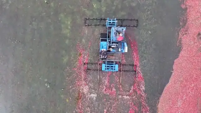 Video thumbnail for China: Technology powers China's autumn harvest as bumper yield expected.