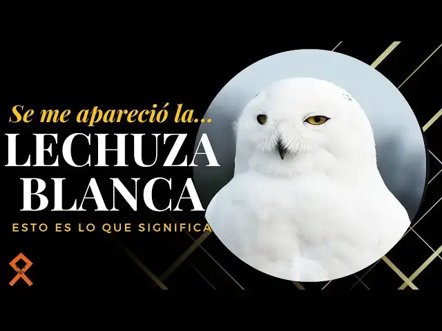 Video thumbnail for Que significa que se te aparezca una lechuza blanca ¡Señal positiva!