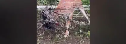 Video thumbnail for Deer freed from soccer net in Tinton Falls as animal shelter warns of wildlife hazards