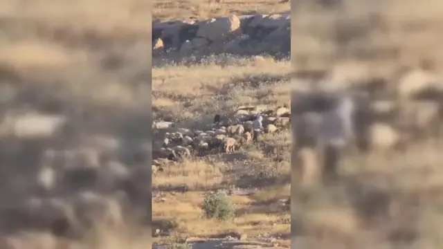 Video thumbnail for Palestine: Settlers Graze Livestock On Palestinian Farmland.