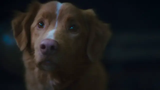 'Video thumbnail for Good Boy - Official Trailer (2025)'