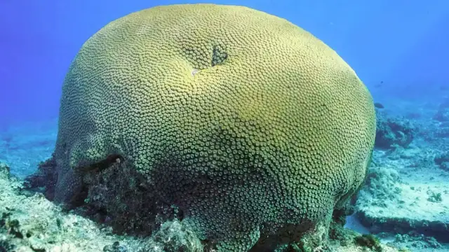 Video thumbnail for How a Fiji coral reveals a 627-year ocean temperature record