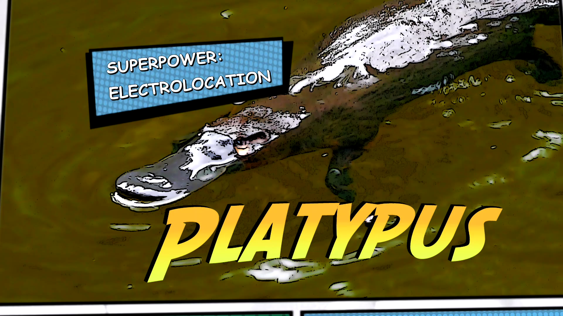Video thumbnail for Super Animals -- Platypus