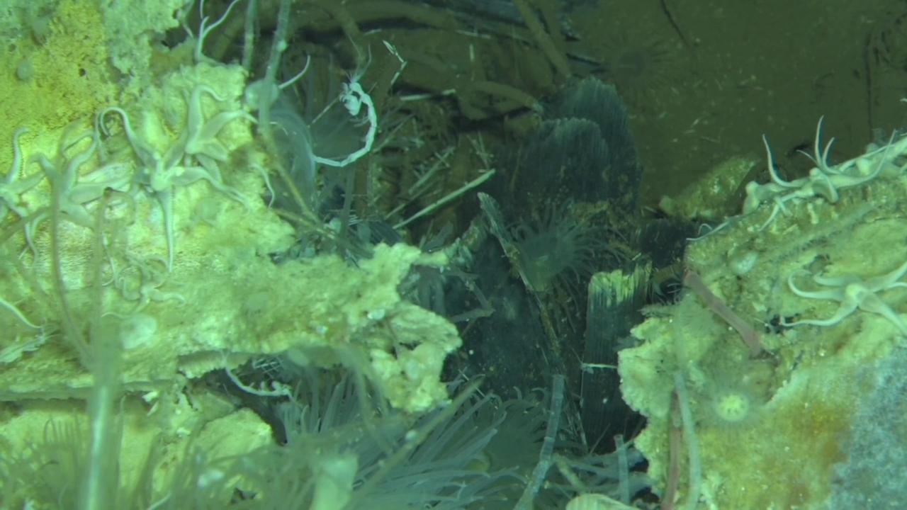 Video thumbnail for China: Scientists discover ancient whale graveyard in Indian Ocean.