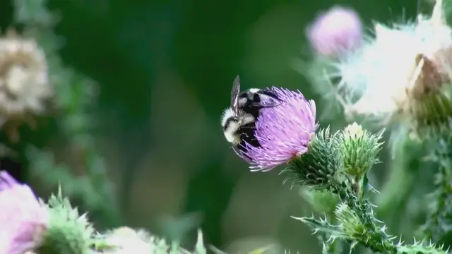 Video thumbnail for Exploring Indigenous Gardening: Cultivating Native Flora