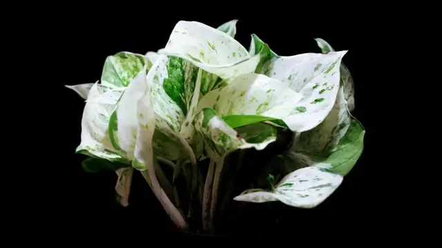 Video thumbnail for Growing Pothos Outdoors