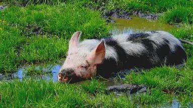 'Video thumbnail for How_many_teeth_do_pigs_have'