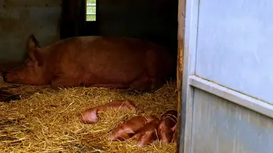 'Video thumbnail for Are_pigs_really_as_smart_as_people_say'