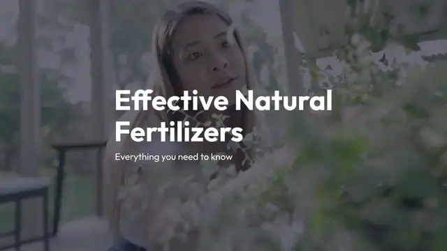 Video thumbnail for Fertilizing Houseplants Naturally