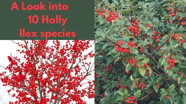 Video thumbnail for Holly Shrubs & Trees - Ilex species - Deep Dive into this Genus