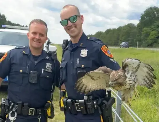 Video thumbnail for Suffolk police officers rescue injured hawk in Mastic