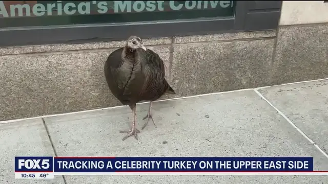 Video thumbnail for Tracking a celebrity turkey on the Upper East Side