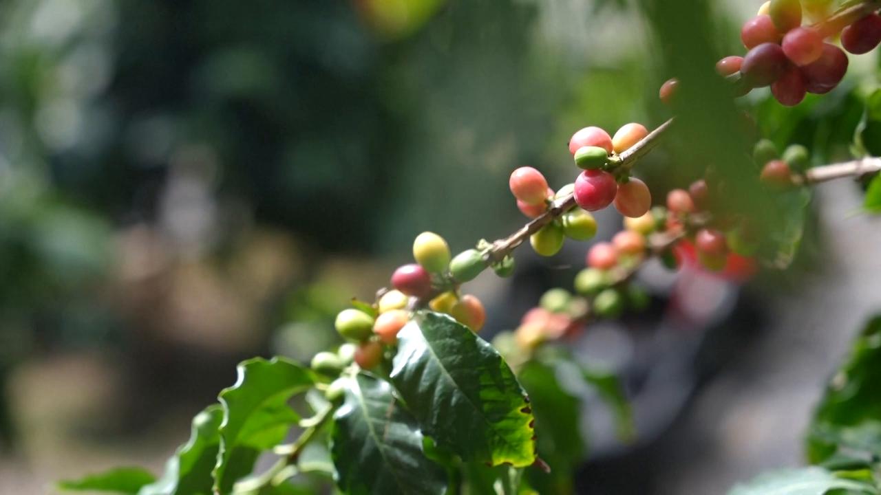 Video thumbnail for China: Fresh fruits thrive on world's highest plateau with modern tech.