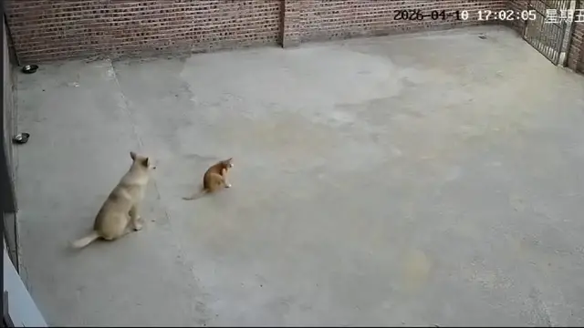 Video thumbnail for China: Cat and dog scratch together like a perfectly matched pair in China.