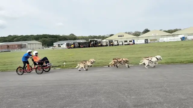 Video thumbnail for Greatest distance for a two-person vehicle pulled by dogs in one minute  568.57 m (1,65.38 ft) by Vickie Pullen and Paul Jameson