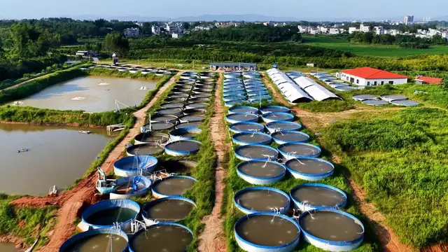 Video thumbnail for China: Land-based Circular Pond Breeding Farm.