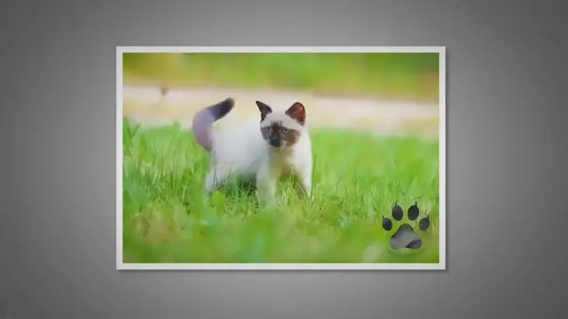 Video thumbnail for Do Siamese Cats Like to Be Outside?