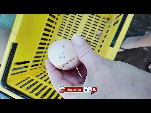Video thumbnail for Why I Mark My Eggs Fertility Check
