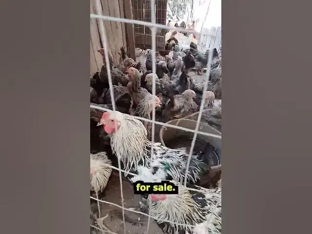 Video thumbnail for Chickens For Chicks Farm Walkthrough Sept 14, 26