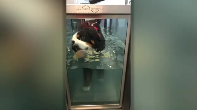 Video thumbnail for Injured Dog Gets Perfect Peanut Butter Treadmill Motivation | Wild-ish TV